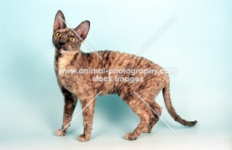 blue cream tortoiseshell Cornish Rex