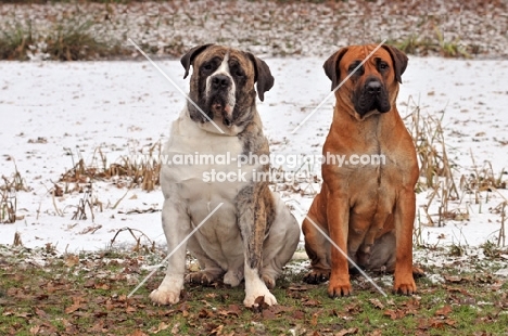 two Boerboel dogs in winter