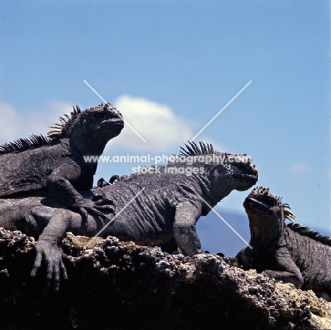 three marine iguanas sun bathing on fernandina island, galapagos islands