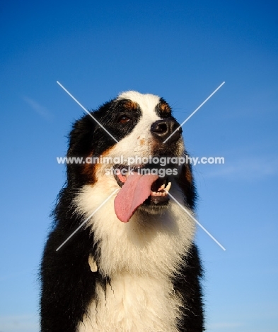Bernese Mountain Dog, tongue out