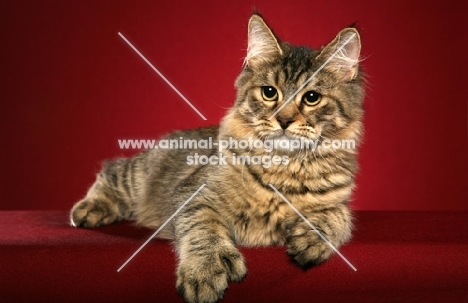 longhaired Pixie Bob cat lying on red background