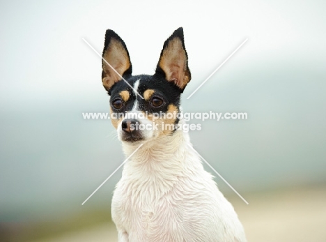 alert Toy Fox Terrier 