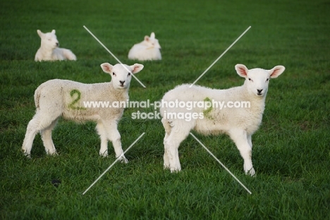 texel cross bred lambs