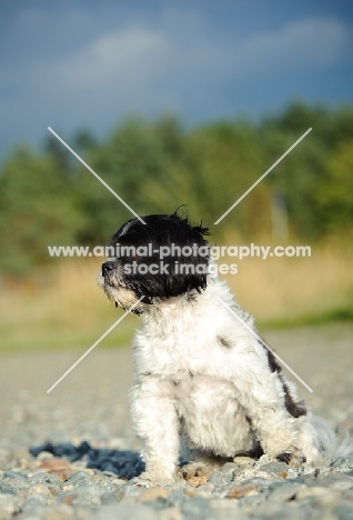 black and white Shih Tzu sitting down on pebbles