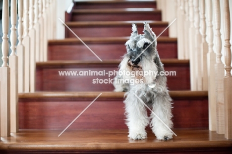 Salt and pepper Miniature Schnauzer standing on stairs.