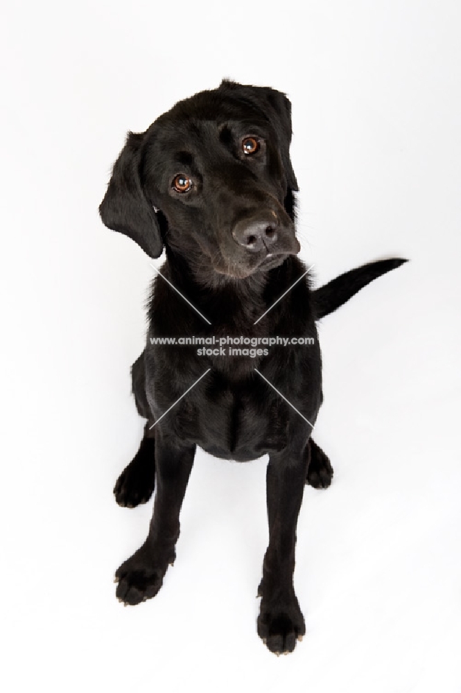 Black labrador sitting in the studio