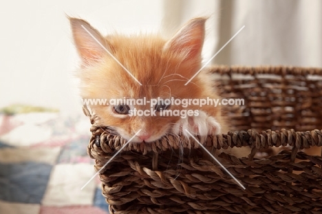 Maine Coon kitten in basket