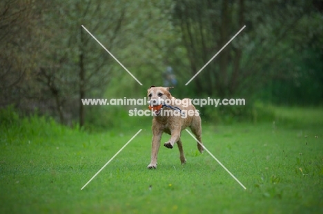 yellow labrador retriever playing with toy