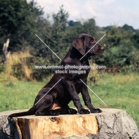 chocolate labrador puppy sitting on tree stump