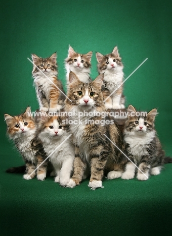 Norwegian Forest Cat mum with kittens