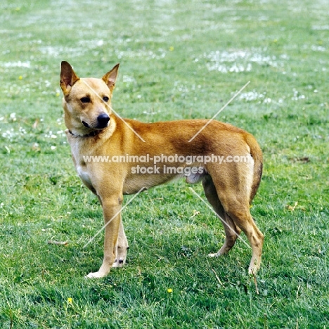 Boneh me Shaar Hagai, canaan dog standing on grass