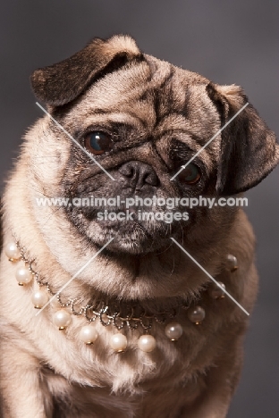 Pug wearing pearl necklace