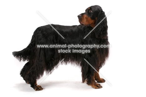 Australian Champion Gordon Setter (Rokeena Eliza Bennet Fdx Jd)