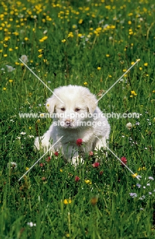 Anatolian Sheepdog puppy