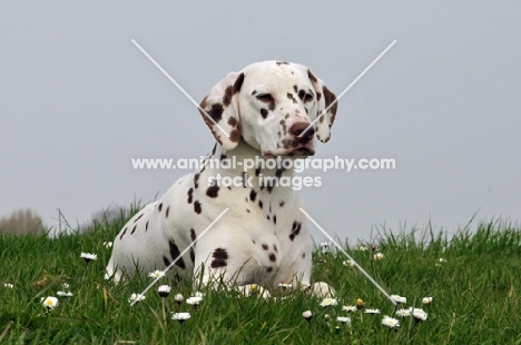 brown spotted Dalmatian lying down
