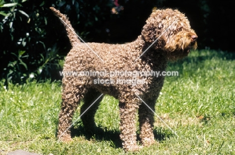 lagotto romagnolo, in show clip