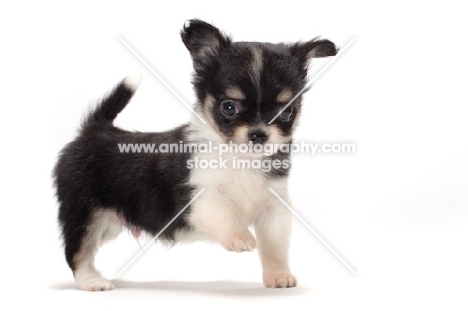 longhaired Chihuahua puppy, one leg up