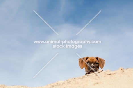 Boxer puppy looking over hill