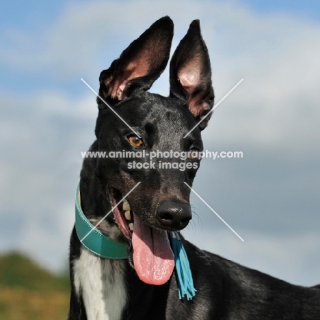 black and white Lurcher