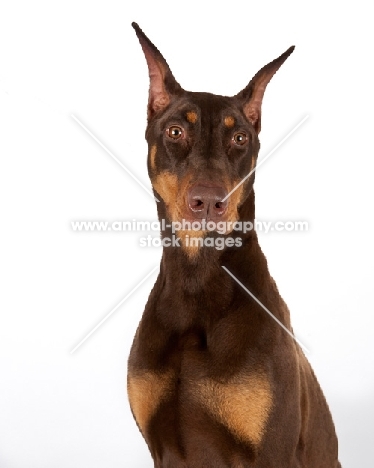 brown Dobermann in studio