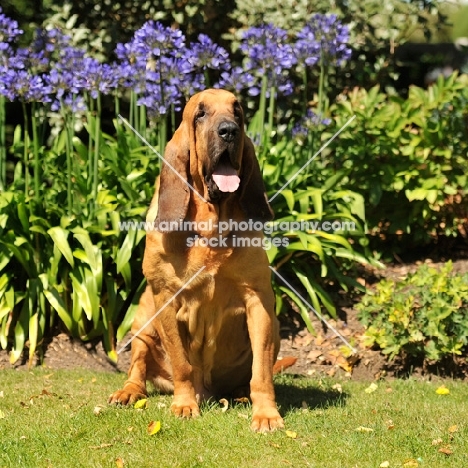 bloodhound sat in garden of flowers