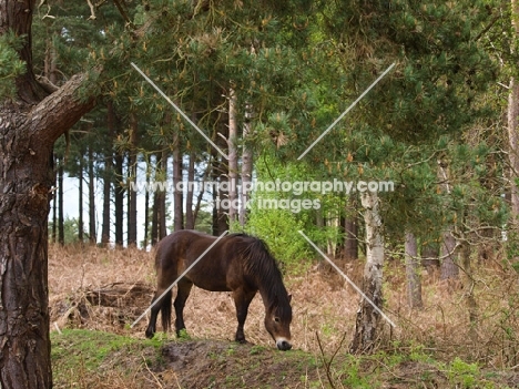 Exmoor Pony grazing in forest