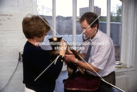 vet, greg simpson, examining a seal point siamese cat being held by owner