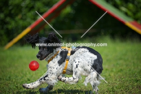 black and white springer playing with a red ball
