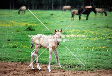 dulmen pony foal