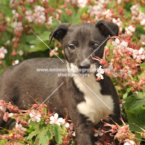 Whippet puppy in garden