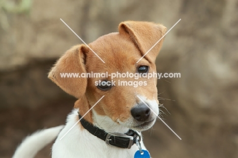 Jack russell terrier pup