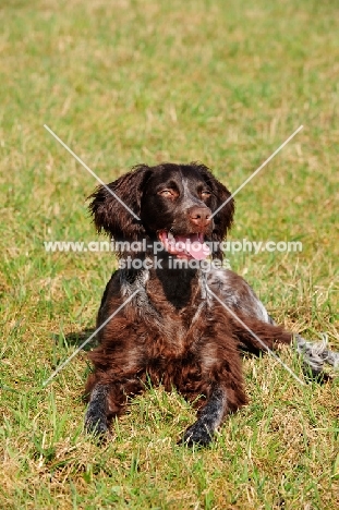 Saint Usuge Spaniel (aka Epagneul de Saint-Usuge)