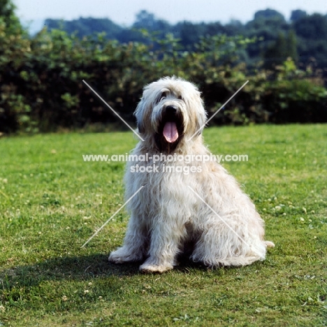soft coated wheaten terrier  looking at camera