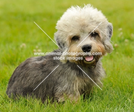 Dandie Dinmont on grass