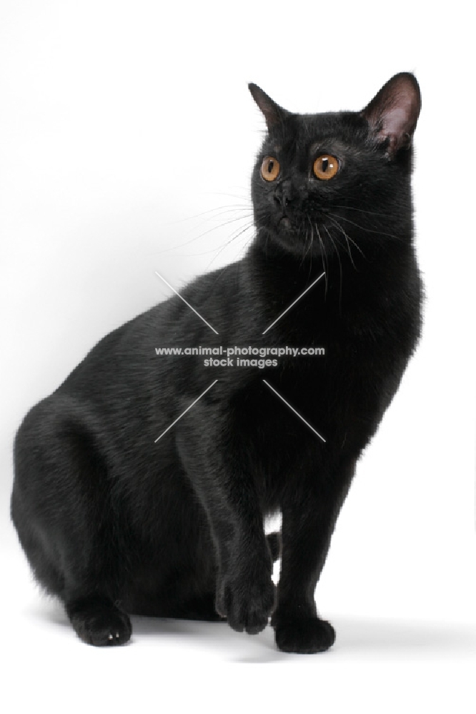 Bombay cat on white background, sitting