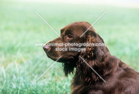 sh ch lydemoor lionel,  field spaniel, portrait in profile