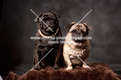 two Pugs in studio