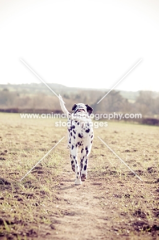 Dalmatian walking away, along a straight path