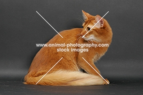 sorrel somali cat sitting on grey background