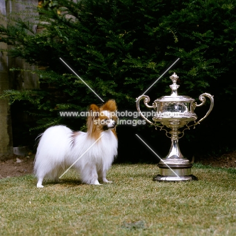 champion papillon, ch caswell coppertiger