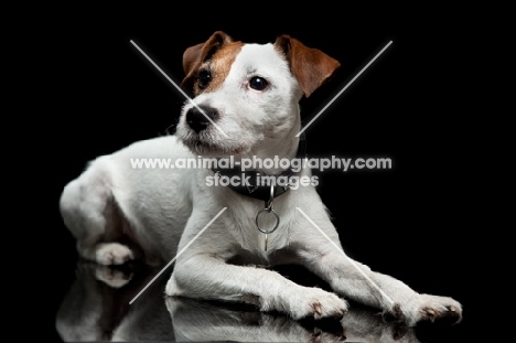 jack russell terrier looking inquisitive