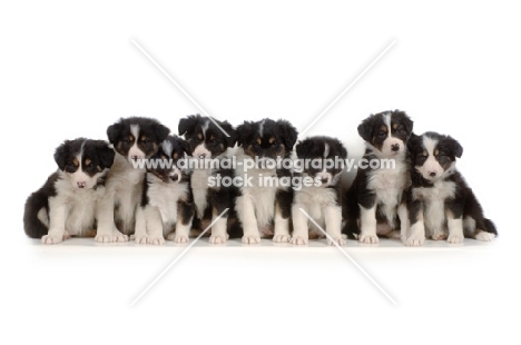 8 Border Collie puppies in studio