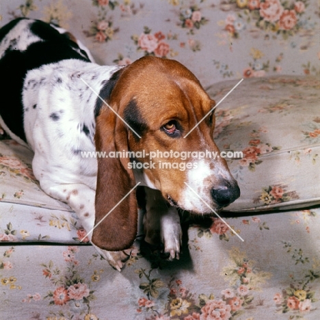basset hound lying on sofa