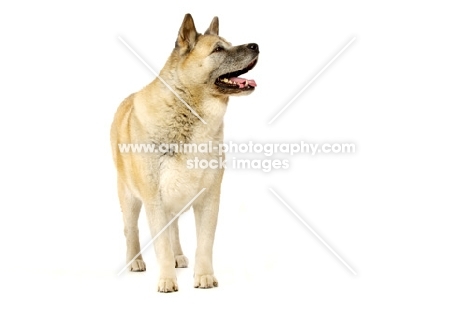 Large Akita dog isolated on a white background