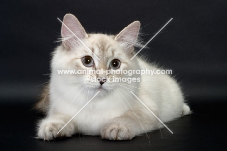 blue lynx point & white Siberian cat lying down