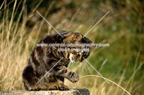 tabby cat pawing at a piece of grass