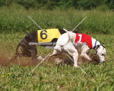 two Whippet dogs racing