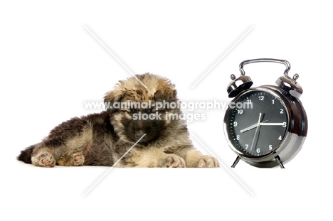 German Shepherd (aka Alsatian) puppy sleeping next to clock