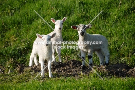 Texel cross lambs