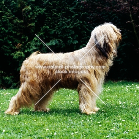 champion briard standing on grass